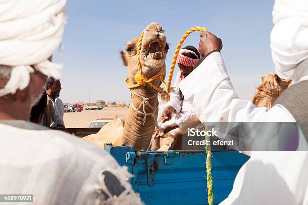 Comerciantes No Mercado De Camelos - Fotografias de stock e mais imagens de Arábia - Arábia, Bazar, Cabeça de animal