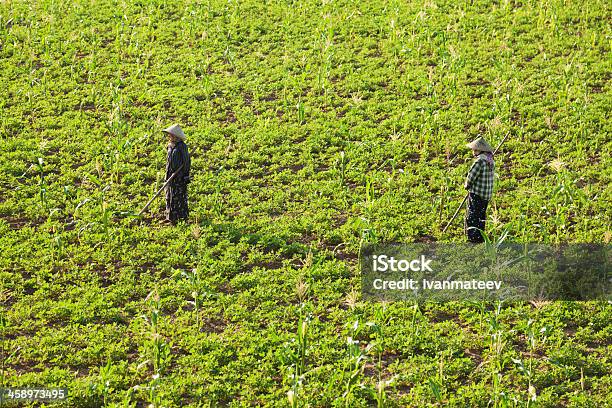 Gardening In Myanmar Stock Photo - Download Image Now - Agricultural Field, Amarapura, Asia