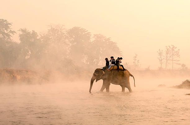 elephant tragen touristen gehen in die river in nebligen morgen, nepal - chitwan stock-fotos und bilder