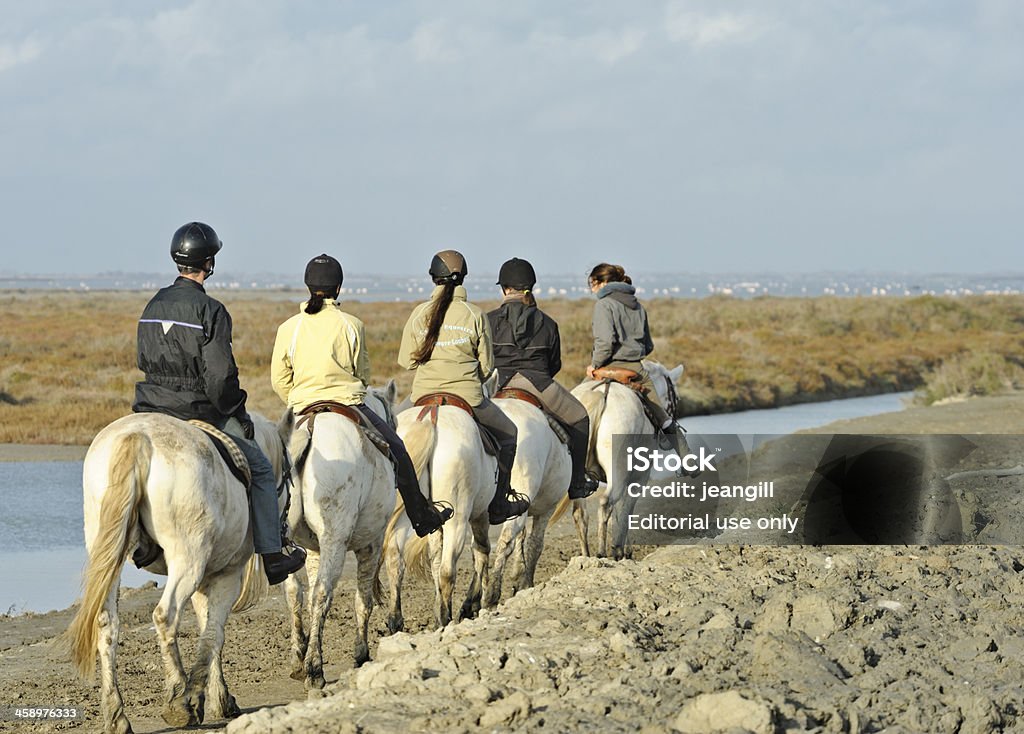 Camargue Pferde, Frankreich - Lizenzfrei Camargue Stock-Foto