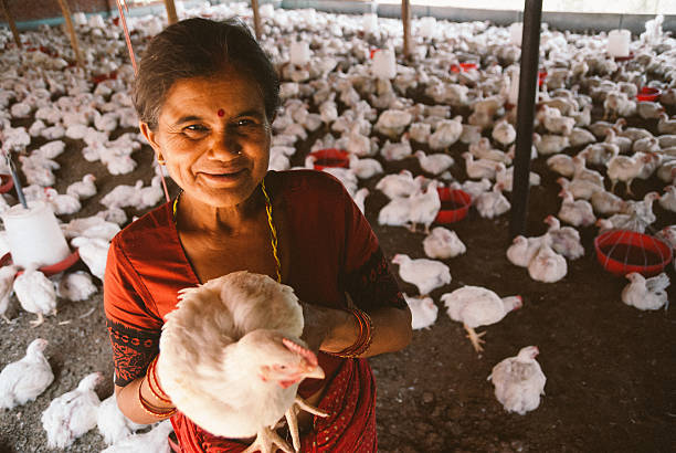 Poultry farmer woman stock photo