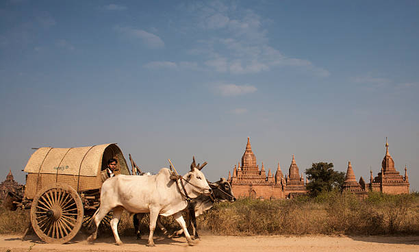 мьянма: тележка, выезжающих новогодний фестиваль в паган - bagan myanmar burmese culture family стоковые фото и изображения