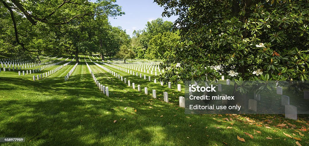 Arbre de Magnolia et d'éléments du cimetière National d'Arlington, Virginie, États-Unis - Photo de Cimetière libre de droits