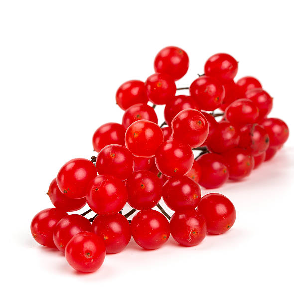 istock red berries of viburnum isolated on white 458979355