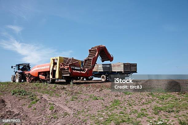 Potato Harvesting Stock Photo - Download Image Now - Backhoe, Raw Potato, Agricultural Machinery