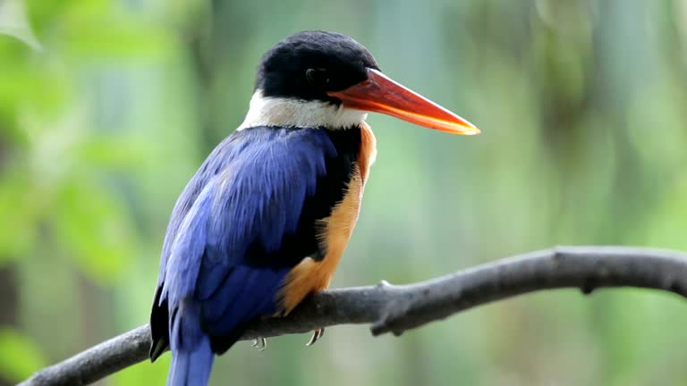 Beautiful blue Kingfisher bird