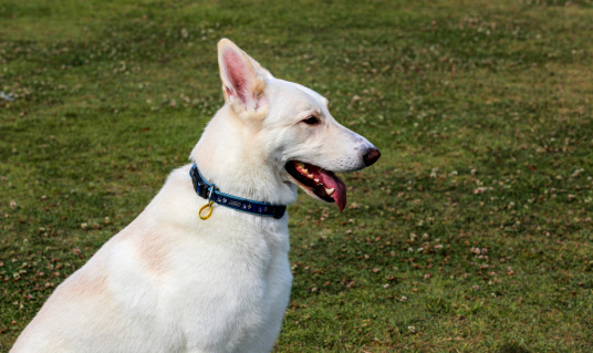 The White Swiss Shepherd Dog or Berger Blanc Suisse  is a Swiss breed of shepherd dog.
