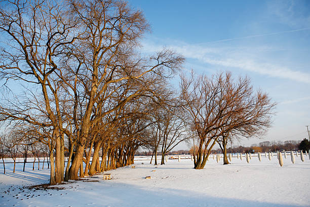 Winter trees in mountains covered with fresh snow