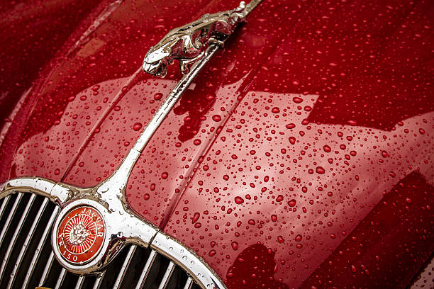 Nashville, Tennessee, USA - April, 18th 2006: A close up photo of a maroon red Jaguar S type luxury sedan's leaping jaguar hood ornament, with a home and hedges in the background.