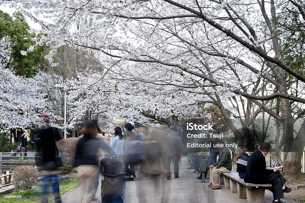 Cherry blossom - Lizenzfrei Asien Stock-Foto