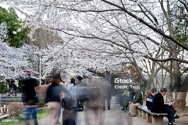 Cherry Blossom Stockfoto und mehr Bilder von Asien - Asien, Aussicht genießen, Baum