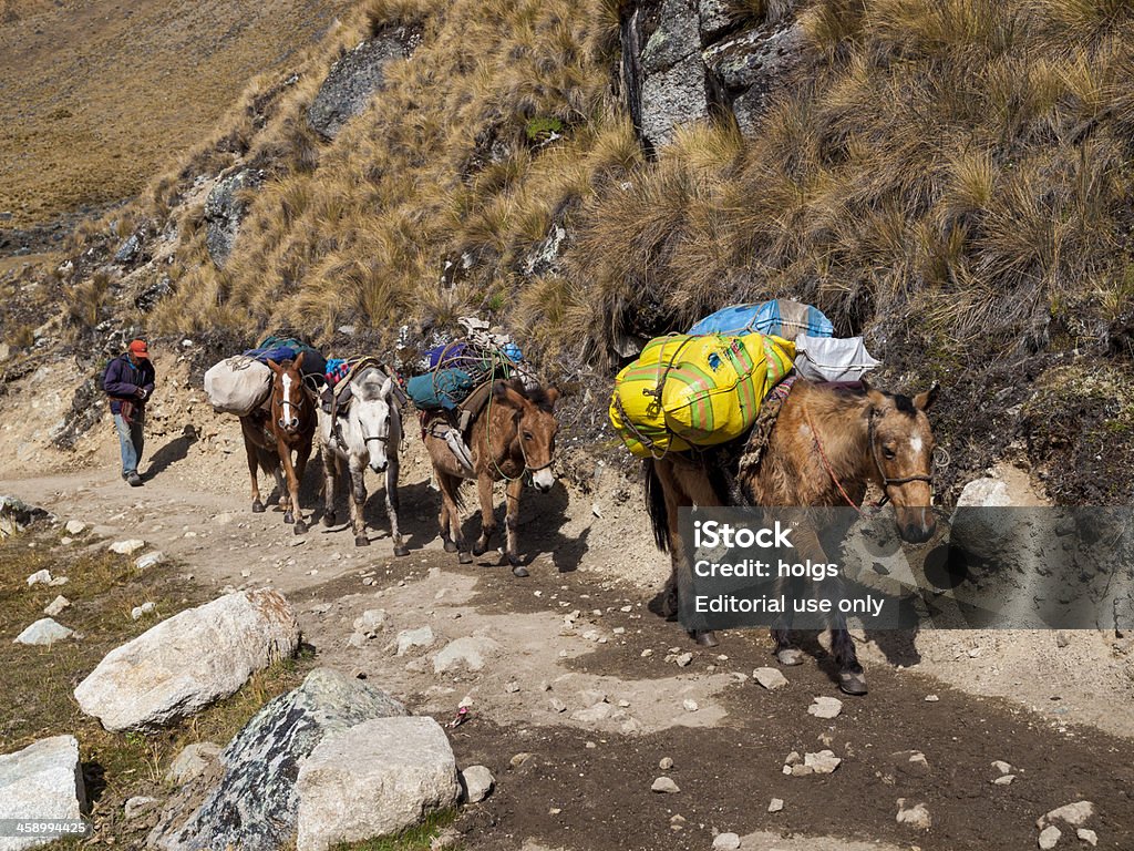 Pack de chevaux sur la piste Salcantay, Pérou - Photo de Randonnée pédestre libre de droits