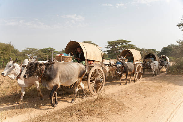 myanmar: oxcarts podróże na nowy rok święto - ox wóz zdjęcia i obrazy z banku zdjęć