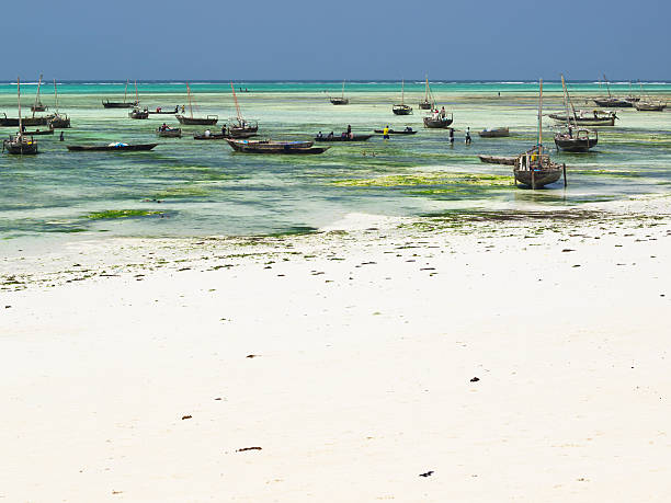 보트 nungwi 시 - africa agriculture zanzibar industry 뉴스 사진 이미지