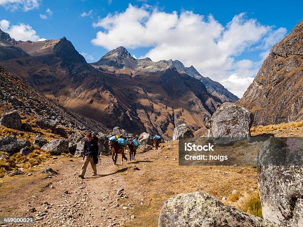 Pack Konie Na Salcantay Trail Peru - zdjęcia stockowe i więcej obrazów Salcantay - Salcantay, Wędrować, Koń