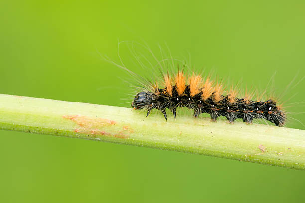 istock caterpillar on the plant stem 459000559