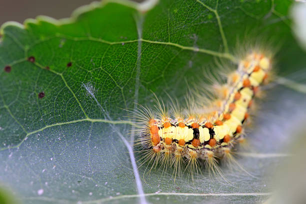 istock caterpillar on the plant stem 459001239