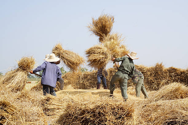 threshing rice stock photo