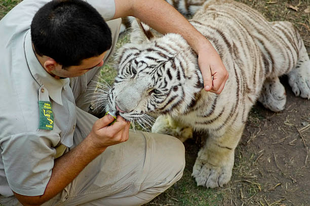 Medicating a white Bengal tiger stock photo
