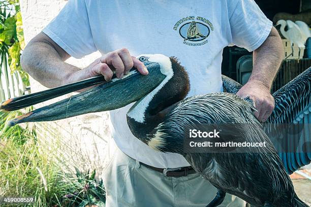 Przygotowanie Do Pomocy W Pelican W Hotelu Suncoast Seabird Santuary - zdjęcia stockowe i więcej obrazów Dozorca w zoo