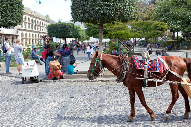 cavalo - editorial guatemala antigua tourist imagens e fotografias de stock