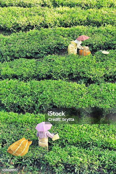 Foto de Colheita De Chá Em Kerala e mais fotos de stock de Adulto - Adulto, Agricultura, Ajardinado