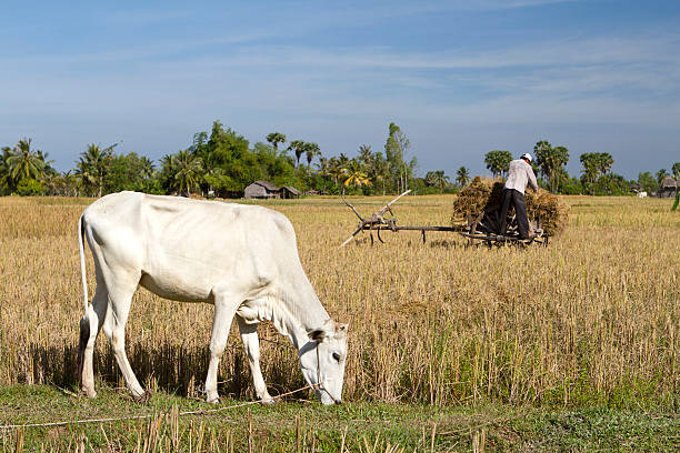 Jorhat, India - August 23, 2011: Farmers using oxen and traditional plough work the paddy fields following monsoon rains  near Jorhat, Assam, India.