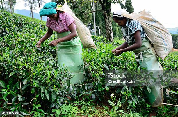 Chá Pickers - Fotografias de stock e mais imagens de Adulto - Adulto, Agricultura, Alimentação Saudável