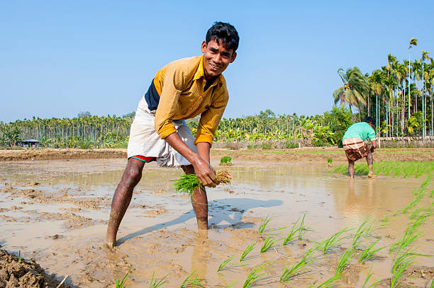 mann arbeitet im paddy field - benglalese stock-fotos und bilder