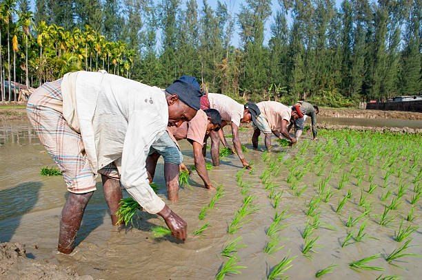 männer arbeiten im paddy field - benglalese stock-fotos und bilder