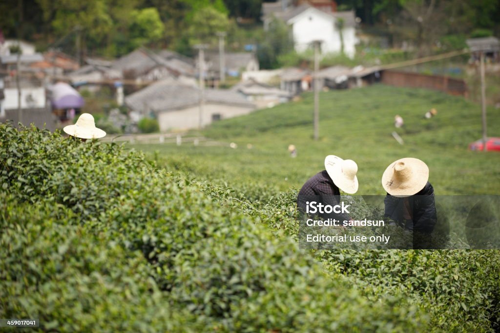 플렌테이션 of longjing 차 - 로열티 프리 건강한 생활방식 스톡 사진