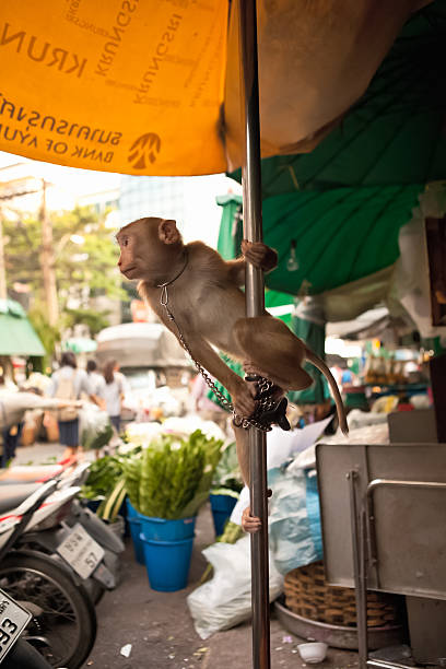 Pet Monkey stock photo