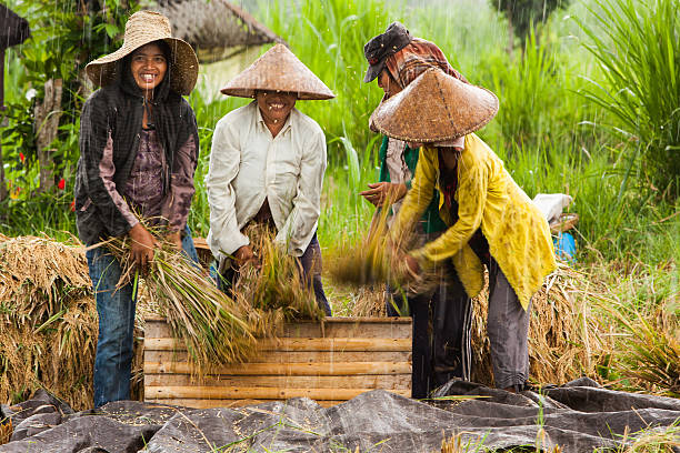 Riso Harvest - foto stock