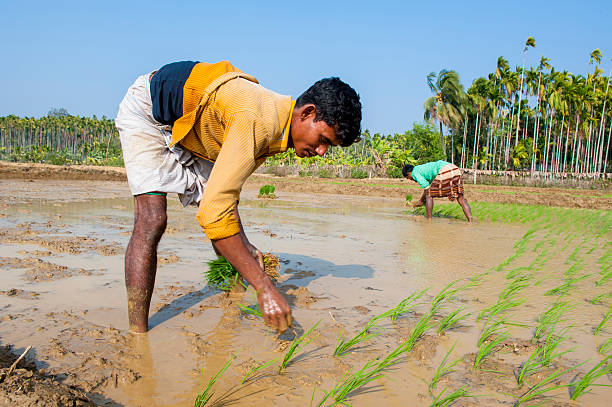 mann arbeitet im paddy field - benglalese stock-fotos und bilder