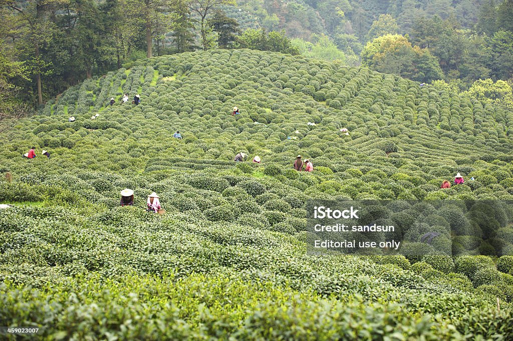 Plantação de Chá longjing - Foto de stock de Agricultura royalty-free