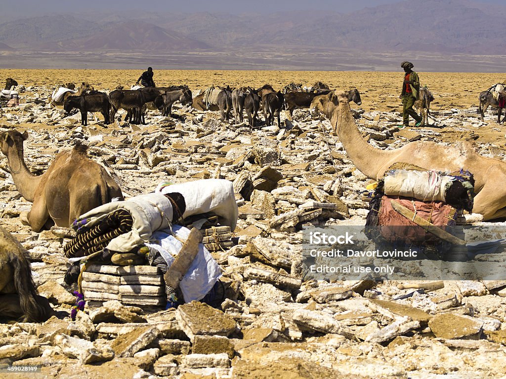 salt colecting - Foto stock royalty-free di Etiopia