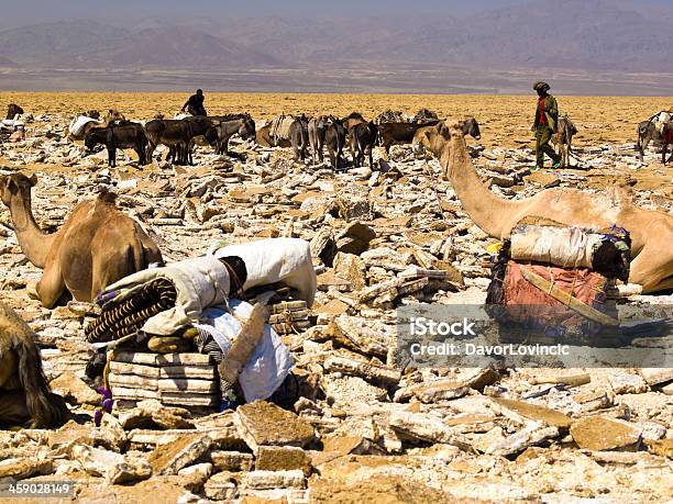 塩 Colecting - エチオピアのストックフォトや画像を多数ご用意 - エチオピア, Dallol - Ethiopia, アジアノロバ