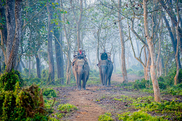 Elephants walking in forest, Chitwan, Nepal "Chitwan, Nepal - January 13, 2013: Men and their elephants walking in the forest of Chitwan National Park in a misty morning." chitwan national park photos stock pictures, royalty-free photos & images