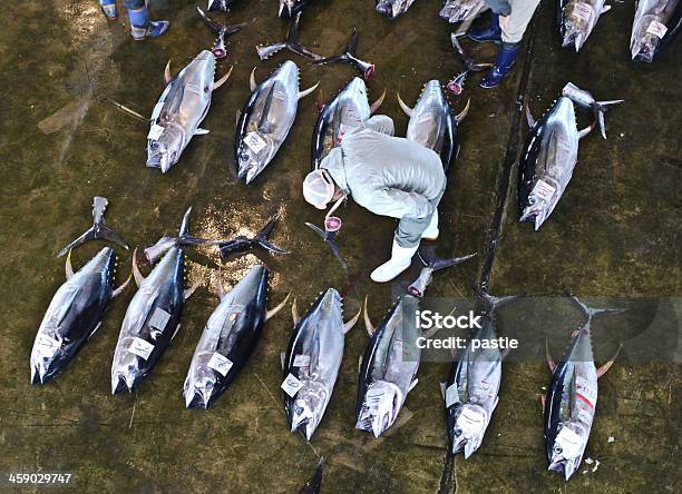 Japonés Atún Comercial De Inspección De Calidad Foto de stock y más banco de imágenes de Sobrepesca - Sobrepesca, Almacén, Animal extinto