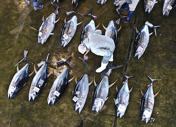 japonês inspeção de qualidade comercial de atum - higashimuro - fotografias e filmes do acervo