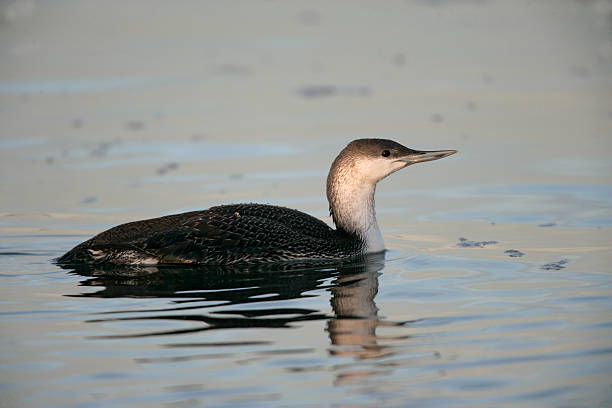 istock Red-throated diver, Gavia stellata 459030077