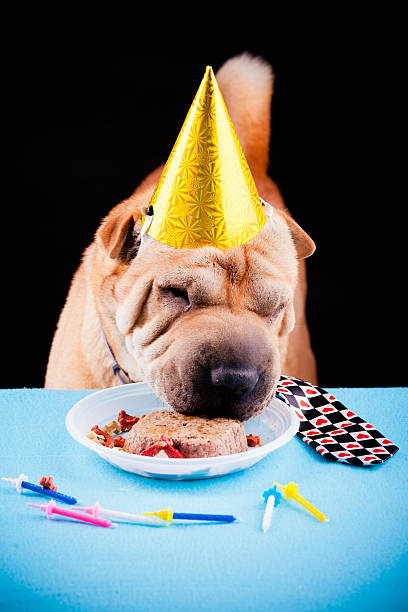 istock sharpei dog celebrating birthday 459033617