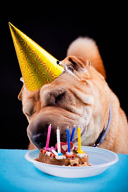 istock sharpei dog celebrating birthday 459034185