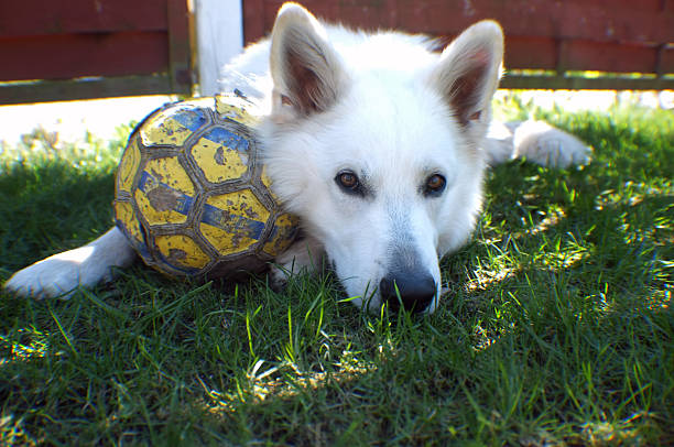 istock White dog withh a football 459035795