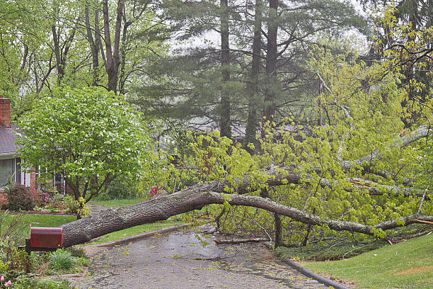 istock Oak Tree Blown Down Across a Neighborhood Street 459036065