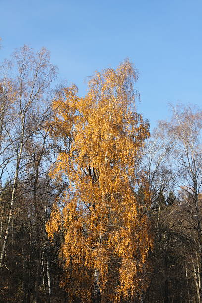 Birch. Autumn. Yellow autumn leaves of birch on blue sky background. Rural. birch gold group review rankings stock pictures, royalty-free photos & images