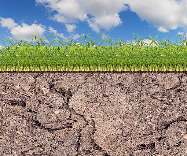 istock green grass spripe in soil under blue sky 459038169