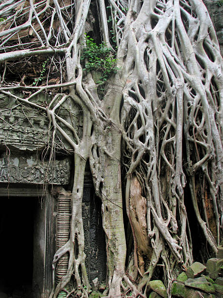 istock Rooted scene at Ta Prohm, Angkor, Cambodia 459042697