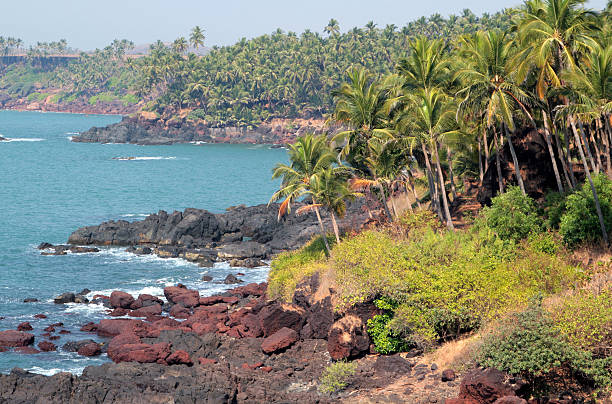 istock palm trees on the ocean coast 459043955