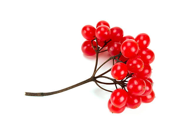 istock red berries of viburnum isolated on white 459044947
